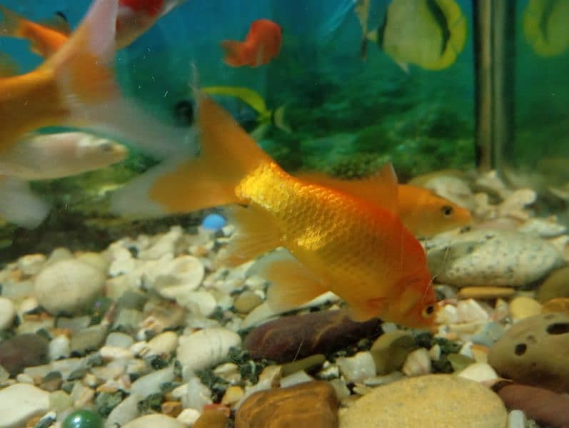 Fishes For Sale (Attractive Colours) 5