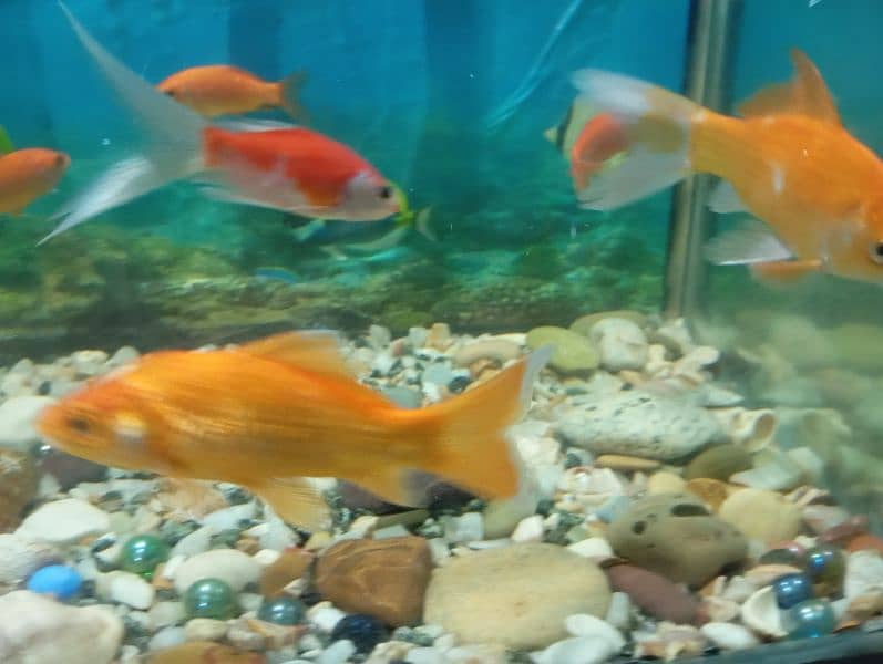 Fishes For Sale (Attractive Colours) 9