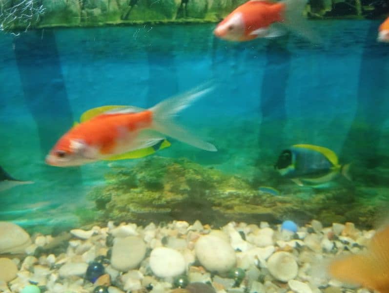 Fishes For Sale (Attractive Colours) 14