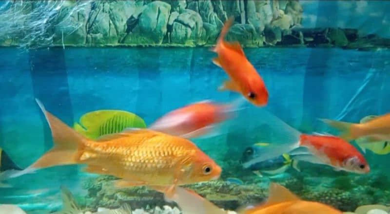 Fishes For Sale (Attractive Colours) 15