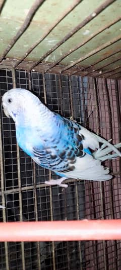 Budgie parrot pair. . . Bredar pair. . . Low price