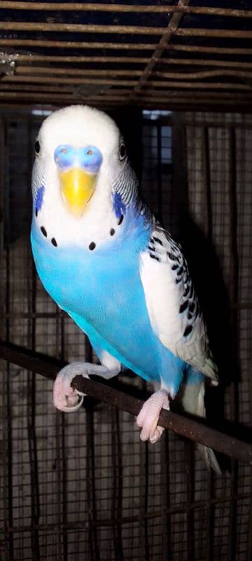 Budgie parrot pair. . . Bredar pair. . Low price . . content 03299297696 1