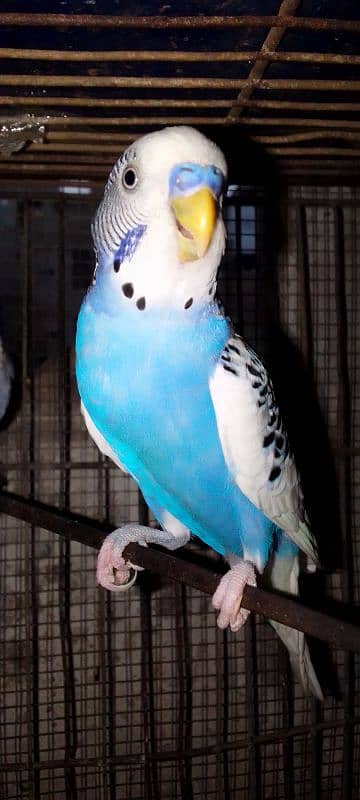 Budgie parrot pair. . . Bredar pair. . Low price . . content 03299297696 2