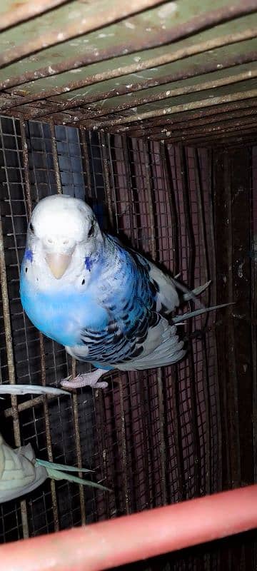 Budgie parrot pair. . . Bredar pair. . Low price . . content 03299297696 3