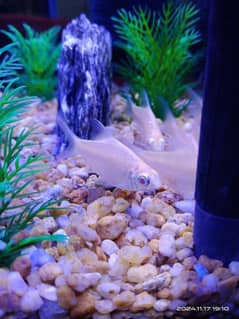 Tinfoil Barb Albino