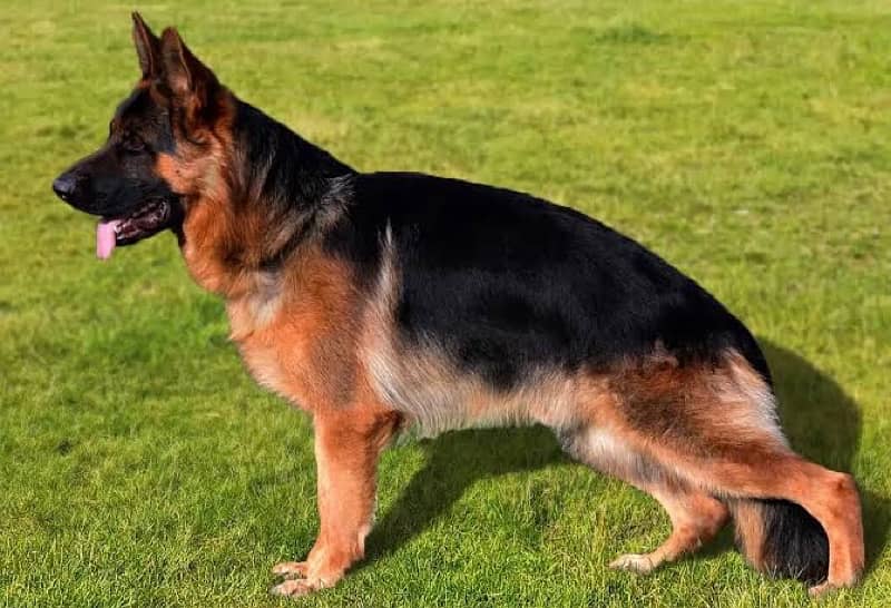 I need german shepherd pure dog medium coat 0