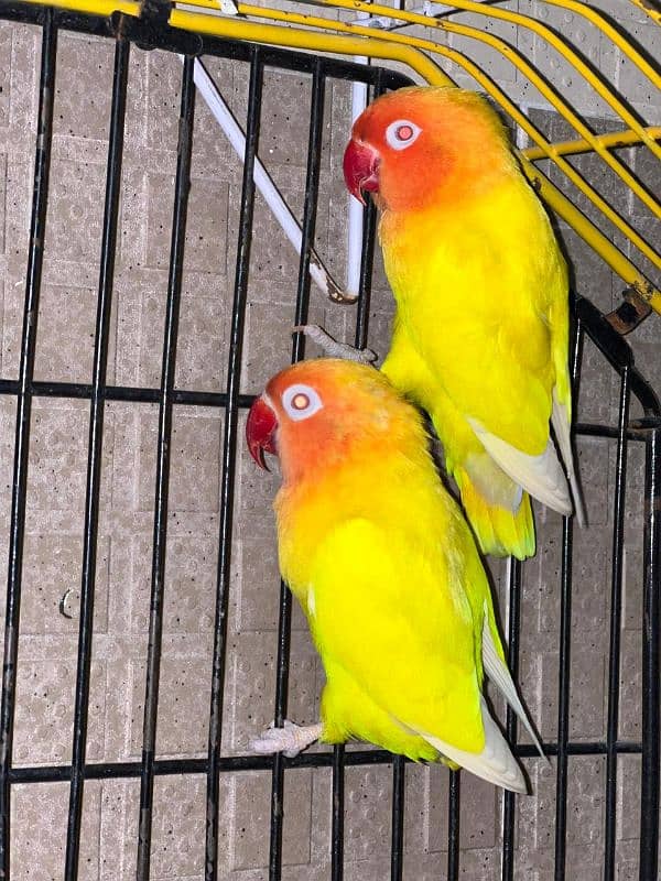 Lutino breeder pair 0