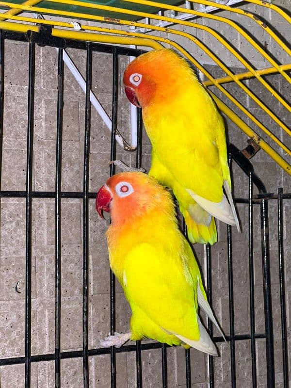 Lutino breeder pair 1