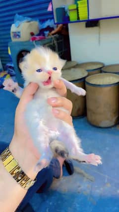 PERSIAN PEKE KITTENS