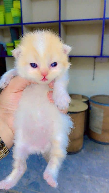 PERSIAN PEKE KITTENS 1