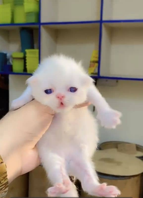 PERSIAN PEKE KITTENS 2