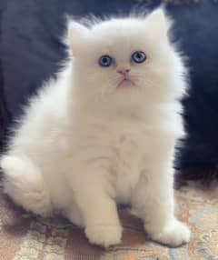 White Blue Eyes Persian kittens 3triple coat