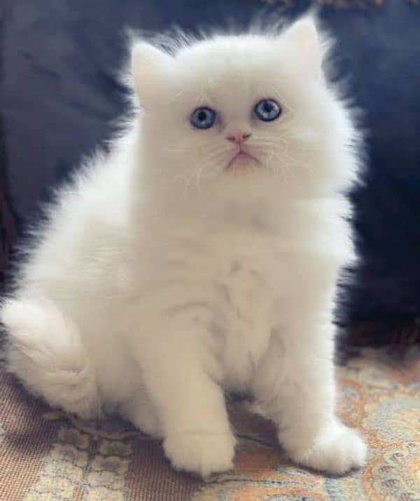 White Blue Eyes Persian kittens 3triple coat 0