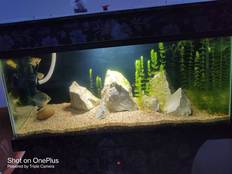 Aquarium 3ft condition 9.5/10 Urgent sale 0