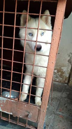 White Husky