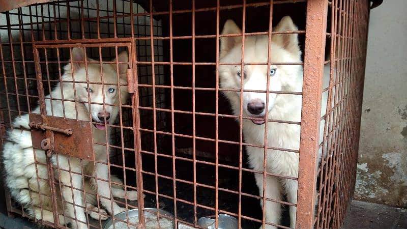 White Husky 2