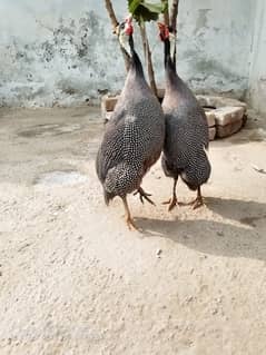 guinea fowl teetarian pair. male female  for sale 0316-5603484