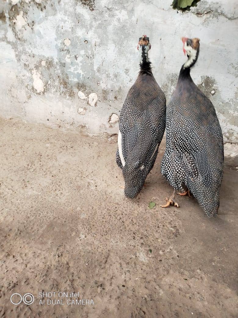 guinea fowl teetarian pair. male female  for sale 0316-5603484 1