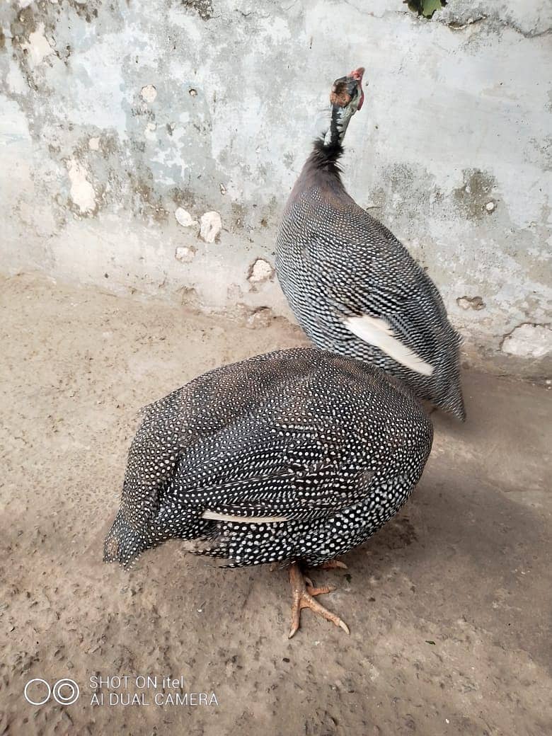 guinea fowl teetarian pair. male female  for sale 0316-5603484 2