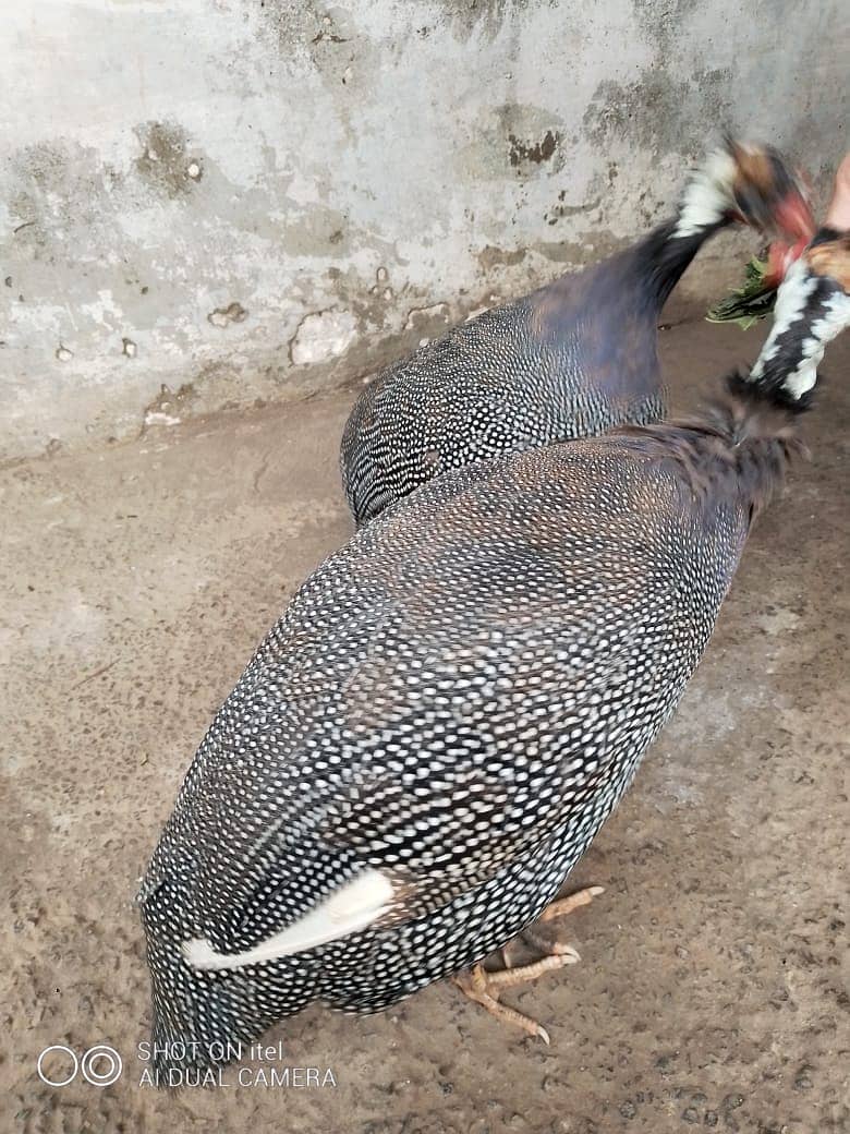 guinea fowl teetarian pair. male female  for sale 0316-5603484 3