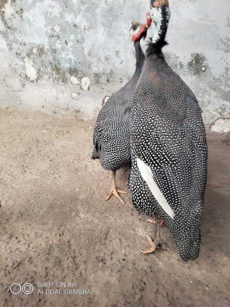 guinea fowl teetarian pair. male female  for sale 0316-5603484 4