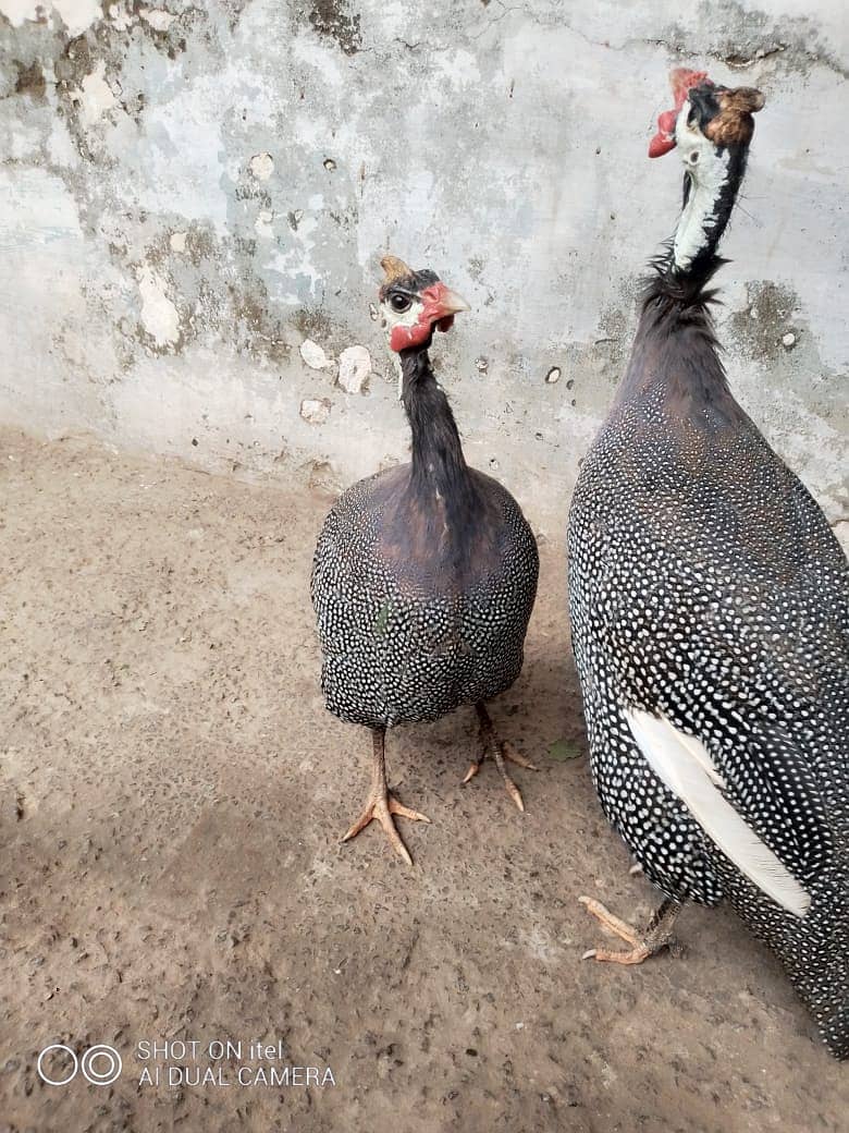 guinea fowl teetarian pair. male female  for sale 0316-5603484 5