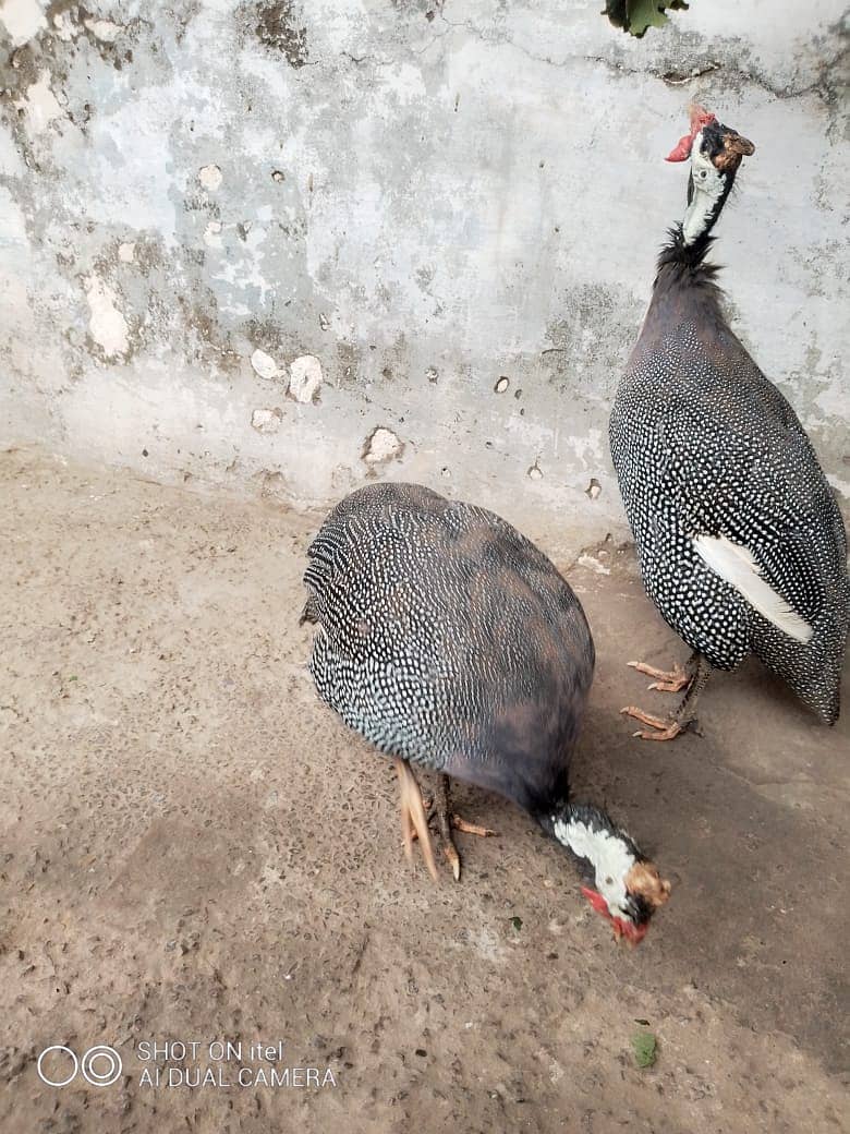 guinea fowl teetarian pair. male female  for sale 0316-5603484 6