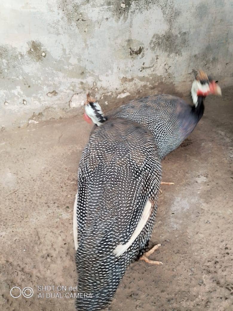 guinea fowl teetarian pair. male female  for sale 0316-5603484 8