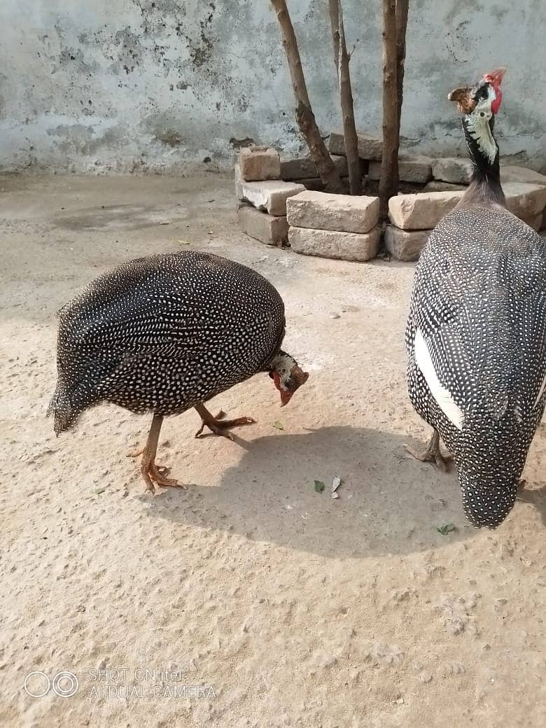 guinea fowl teetarian pair. male female  for sale 0316-5603484 11