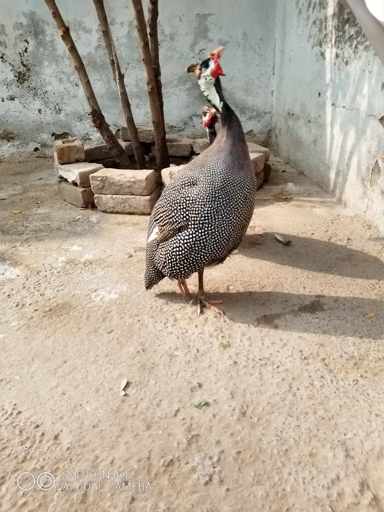 guinea fowl teetarian pair. male female  for sale 0316-5603484 13