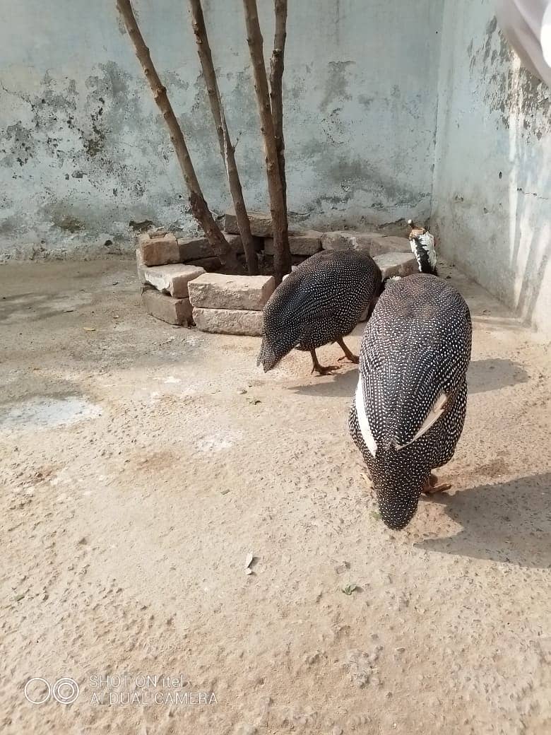 guinea fowl teetarian pair. male female  for sale 0316-5603484 14