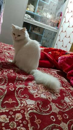 original Persian cat trained just need money