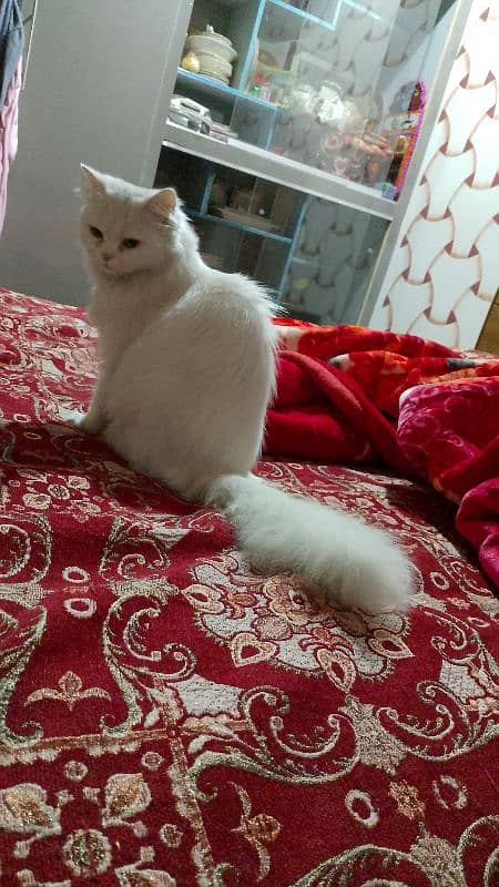 original Persian cat trained just need money 0