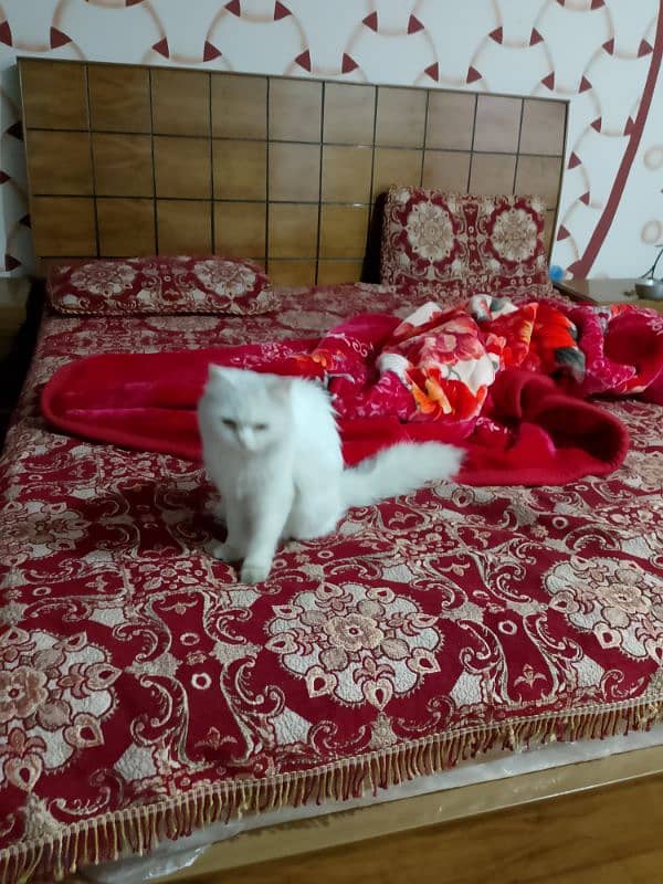 original Persian cat trained just need money 1