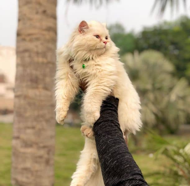 original Persian cat trained just need money 2