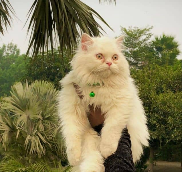 original Persian cat trained just need money 3