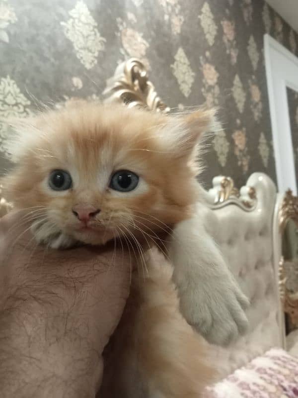 kitten for sale 4