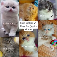 Persian Kittens / Ragdoll Kittens / Ragamuffin Kittens.