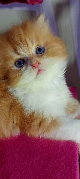 Persian Kittens / Ragdoll Kittens / Ragamuffin Kittens. 3