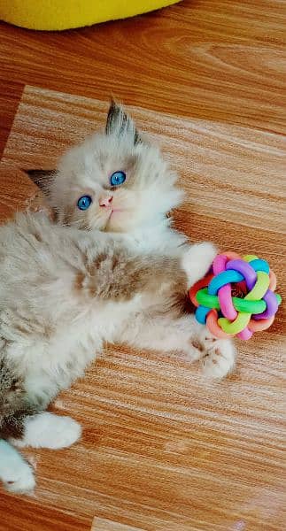 Persian Kittens / Ragdoll Kittens / Ragamuffin Kittens. 4