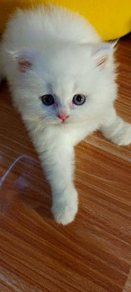 Persian Kittens / Ragdoll Kittens / Ragamuffin Kittens. 7