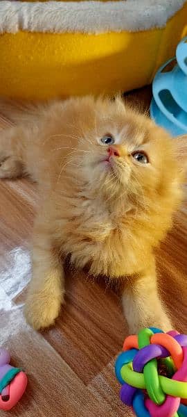 Persian Kittens / Ragdoll Kittens / Ragamuffin Kittens. 9