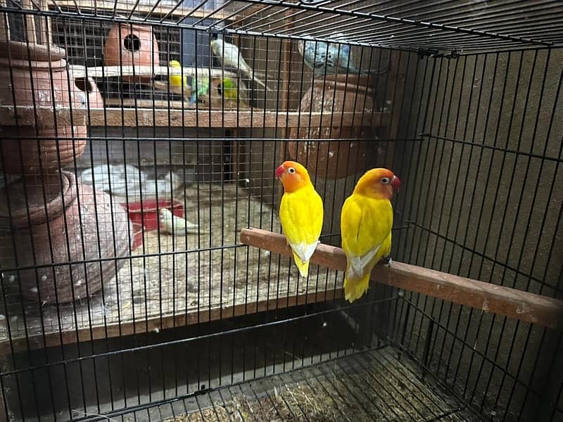 Australian parots and love bird 1