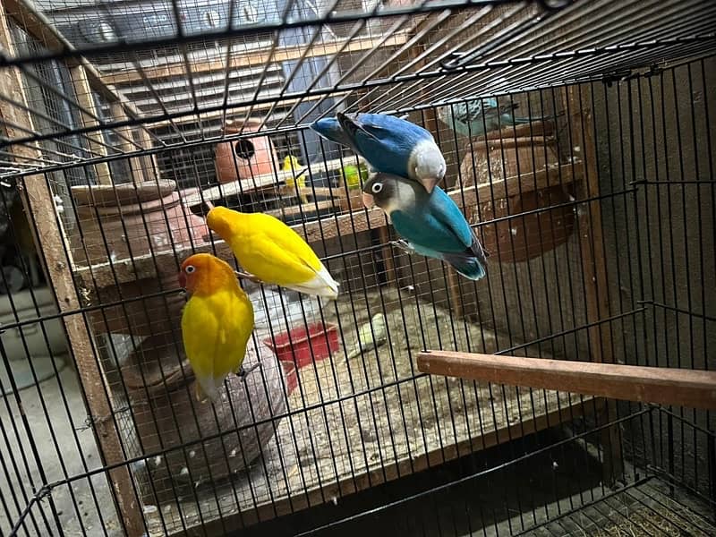 Australian parots and love bird 5