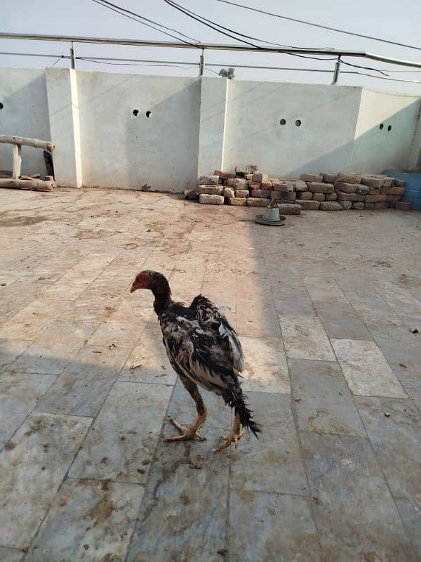 aseel murgy murgian pathy pathian for sale in different prices 16