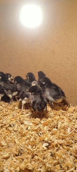 austrolob  chicks 3