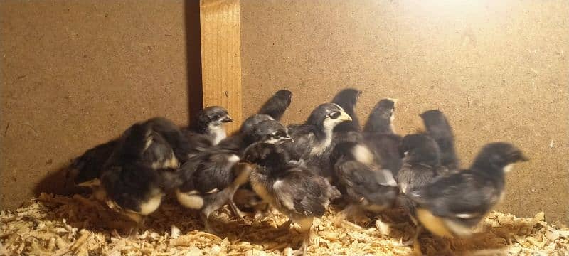 austrolob  chicks 1