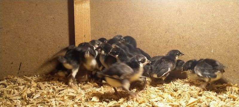 austrolob  chicks 2