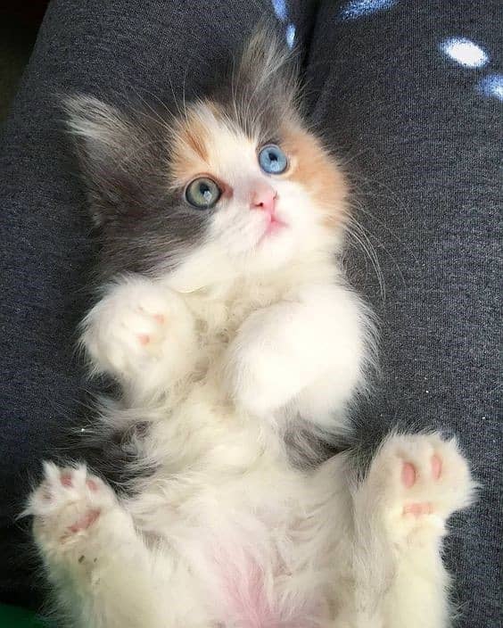 Persian Kittens/ Ragdoll Kittens/ Ragamuffin Kittens. 10