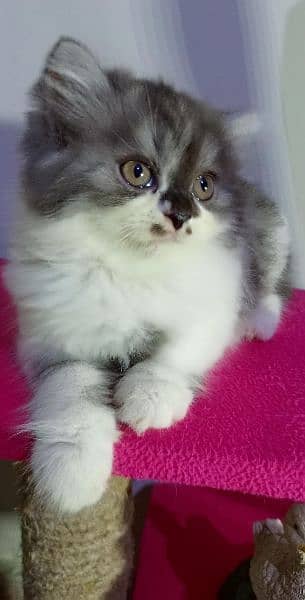 Ragdoll Kittens/ Persian Kittens/ Ragamuffin Kittens. 3